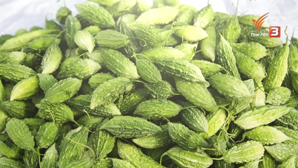 อาหารเป็นยา :  มะระ