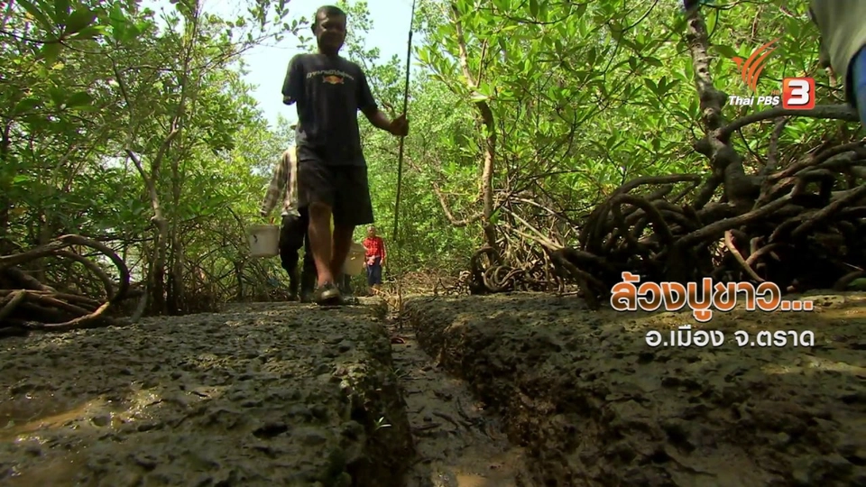 ตะลุยทั่วไทย : ล้วงปูขาว