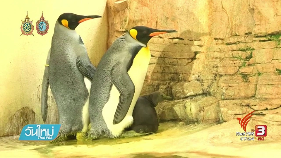 ลูกเพนกวินเพิ่งเผยโฉมได้หลังเกิด 4 สัปดาห์