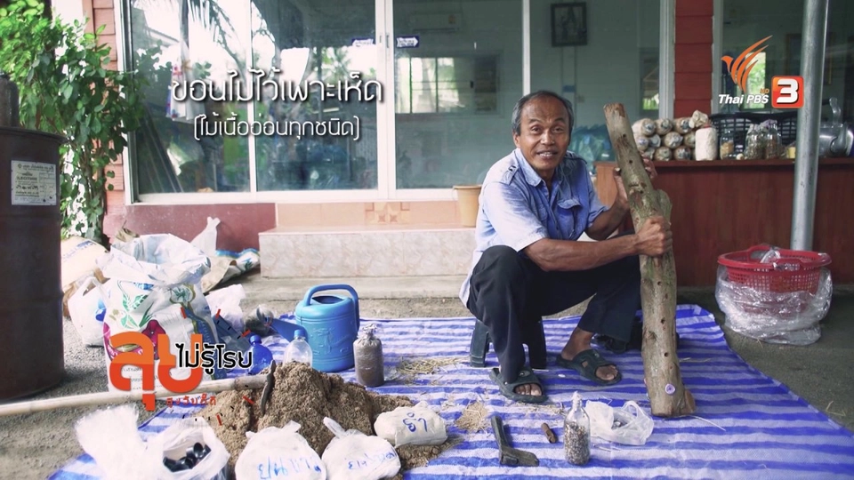 ปลูกเห็ดบนขอนไม้