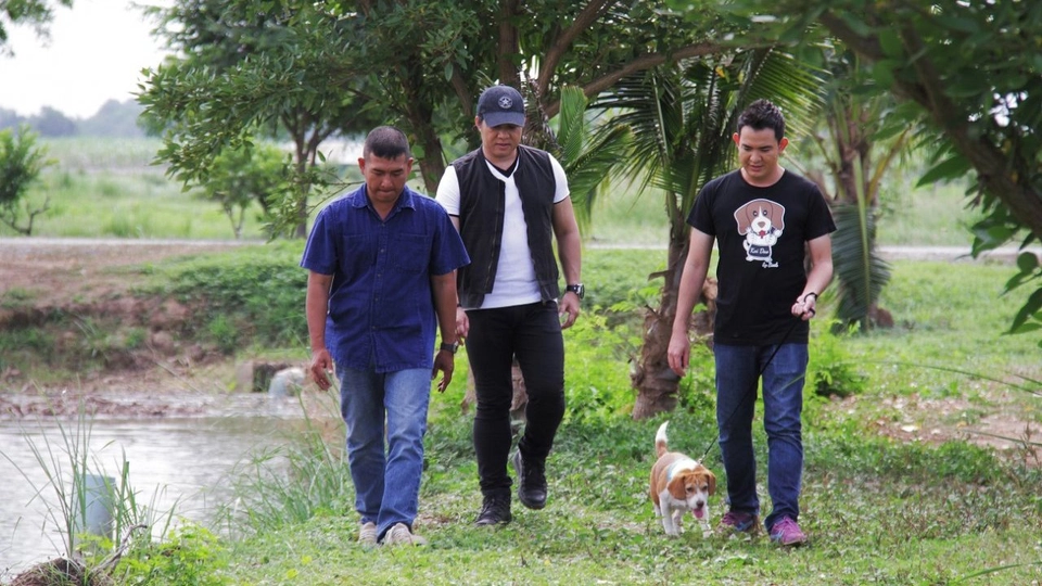 ห่านหัวสิงห์