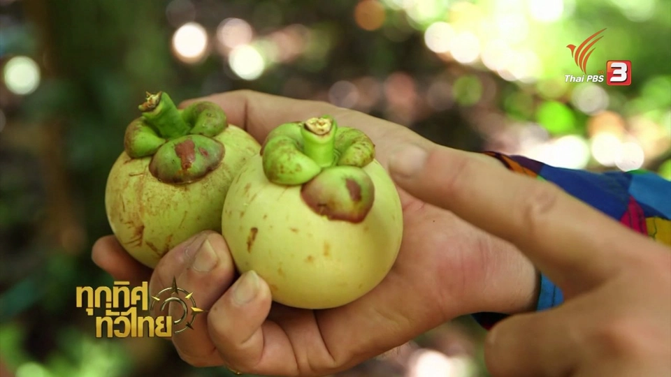 แกงส้มมังคุด