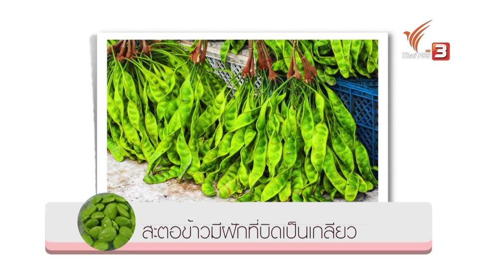 อาหารเป็นยา : สะตอ