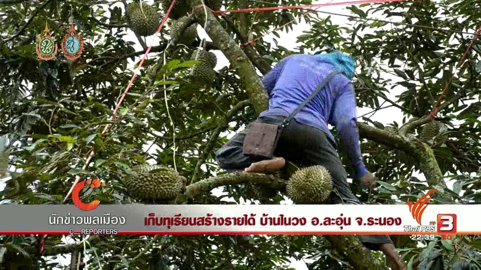 นักข่าวพลเมือง : เก็บทุเรียนสร้างรายได้ บ้านในวง อ.ละอุ่น จ.ระนอง