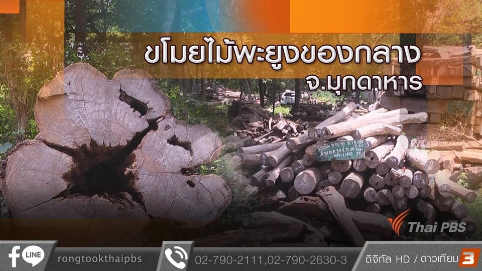 ขโมยไม้พะยูงของกลาง จ.มุกดาหาร