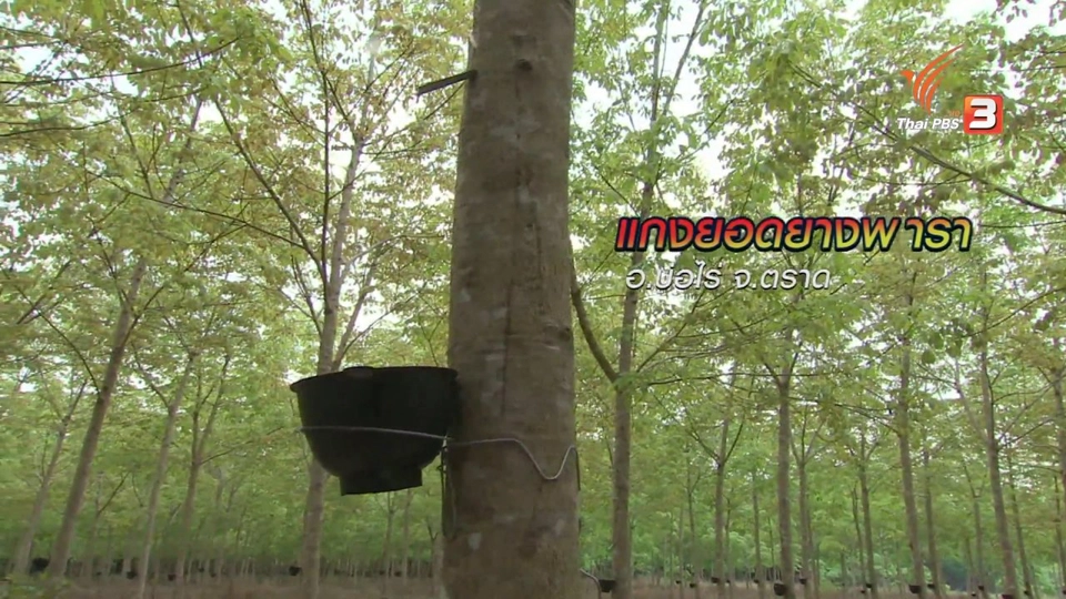 ตะลุยทั่วไทย : แกงยอดยางพารา