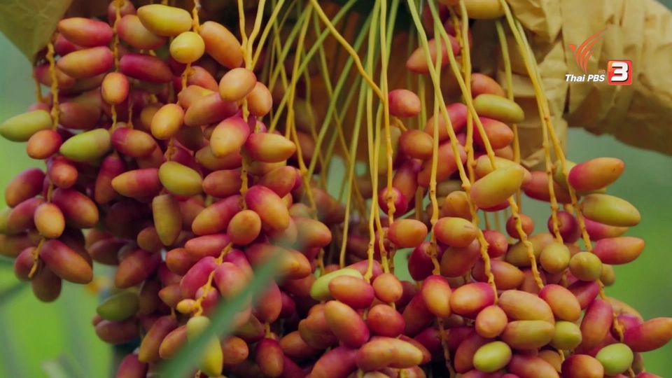 อินทผลัม