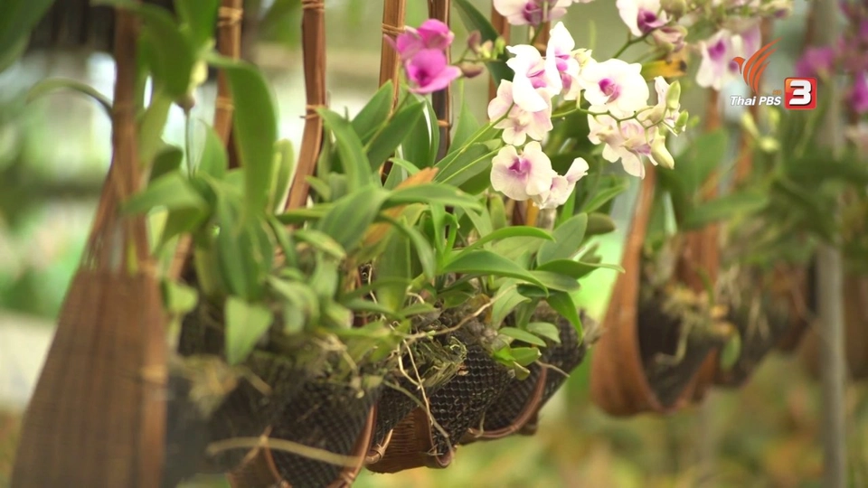 วิธีการดูแลกล้วยไม้