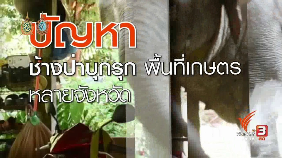 ปัญหาความขัดแย้ง คนกับช้าง