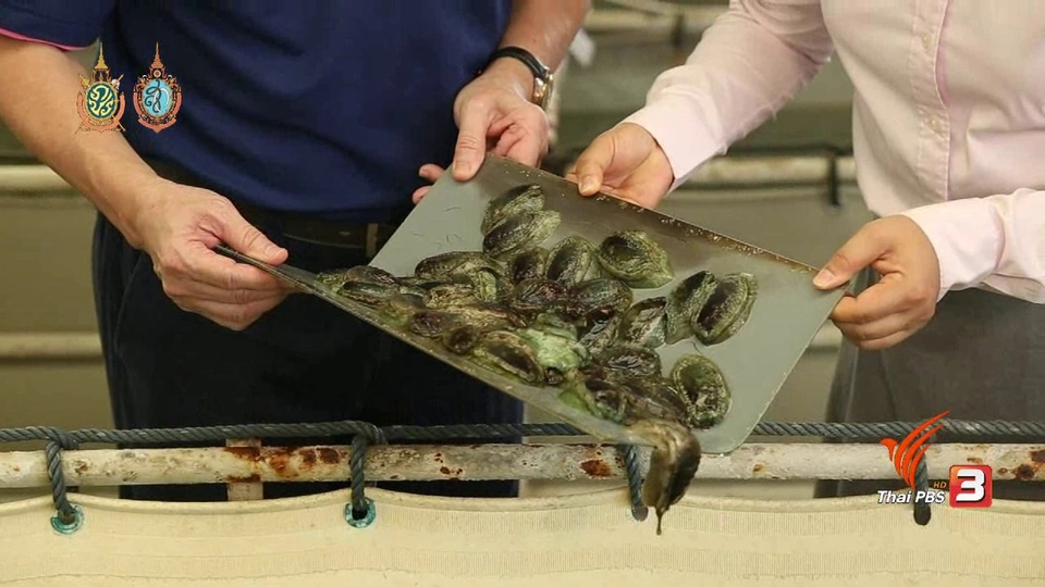 เพาะพันธุ์หอยเป๋าฮื้อ กู้วิกฤตประมงชายฝั่ง