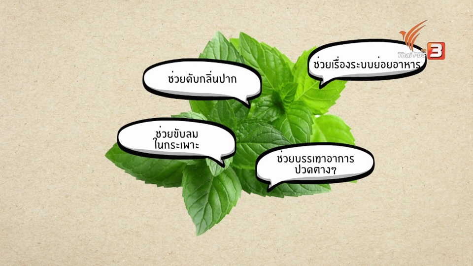 อาหารเป็นยา : สะระแหน่