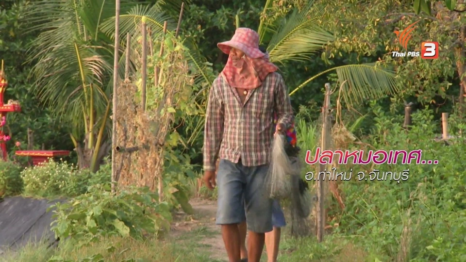 ตะลุยทั่วไทย : ปลาหมอเทศ