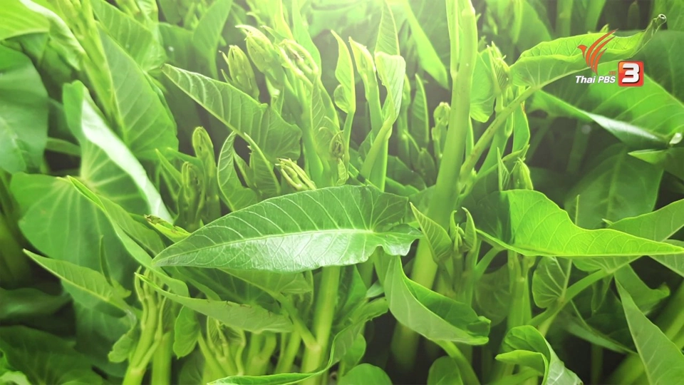 อาหารเป็นยา : ผักบุ้ง