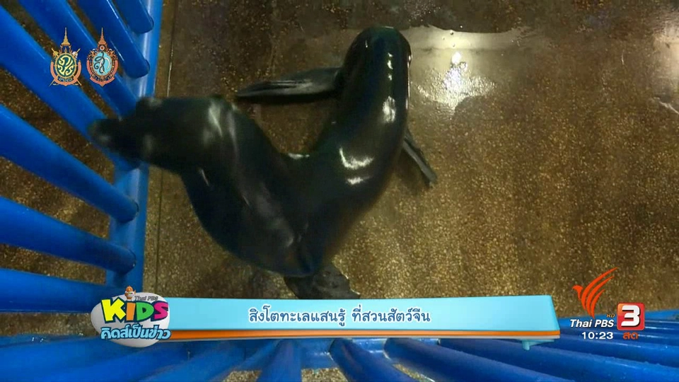 สิงโตทะเล