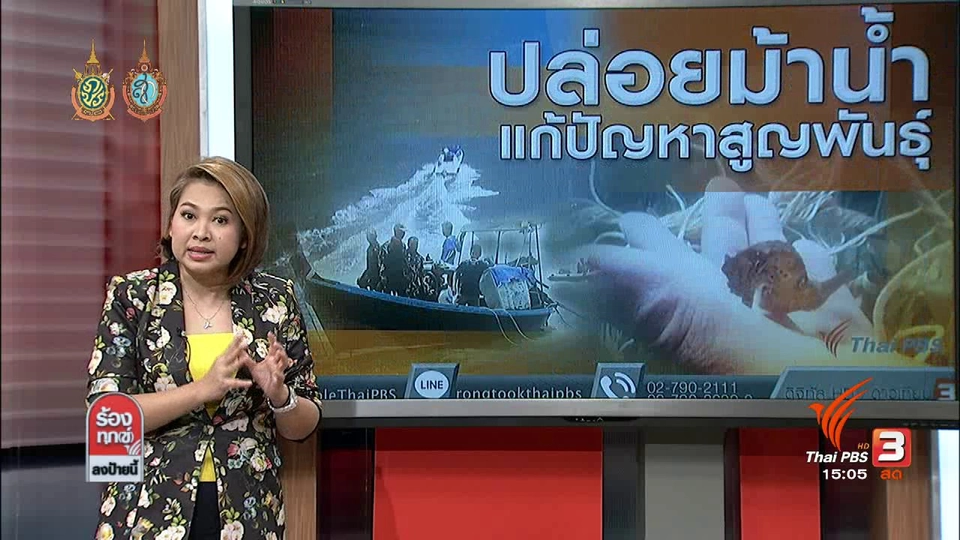 ปล่อยม้าน้ำแก้ปัญหาสูญพันธุ์