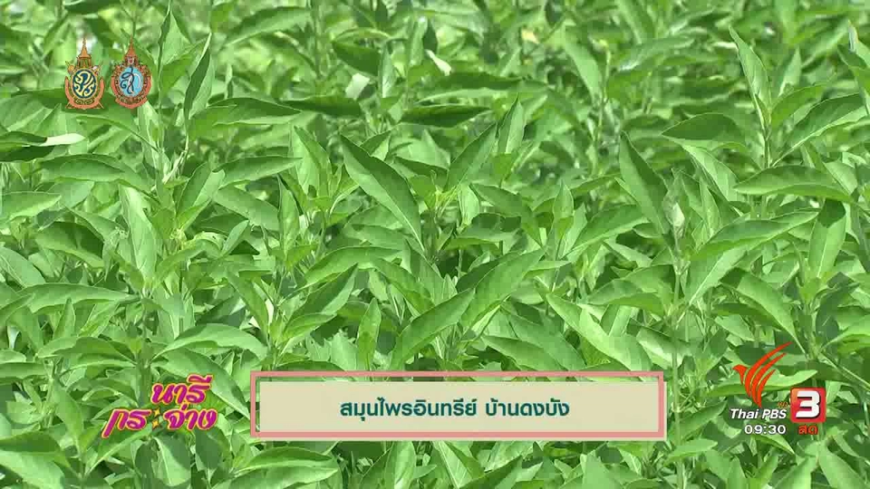 เล่าข่าว : สมุนไพรอินทรีย์ บ้านดงบัง