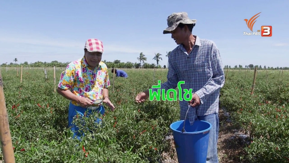 สายสืบเจาะตลาด : สำรวจราคาพริกหน้าแผงและหน้าสวน