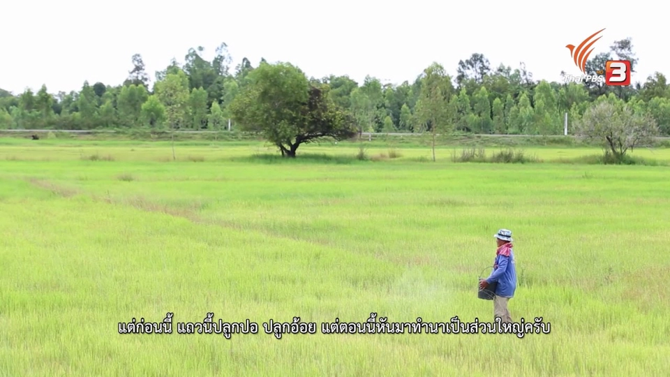 หนองโอง โขง ชี มูล, ใครว่าเทพาไม่มีอะไร, สะพานบุญ โขกู้โส่