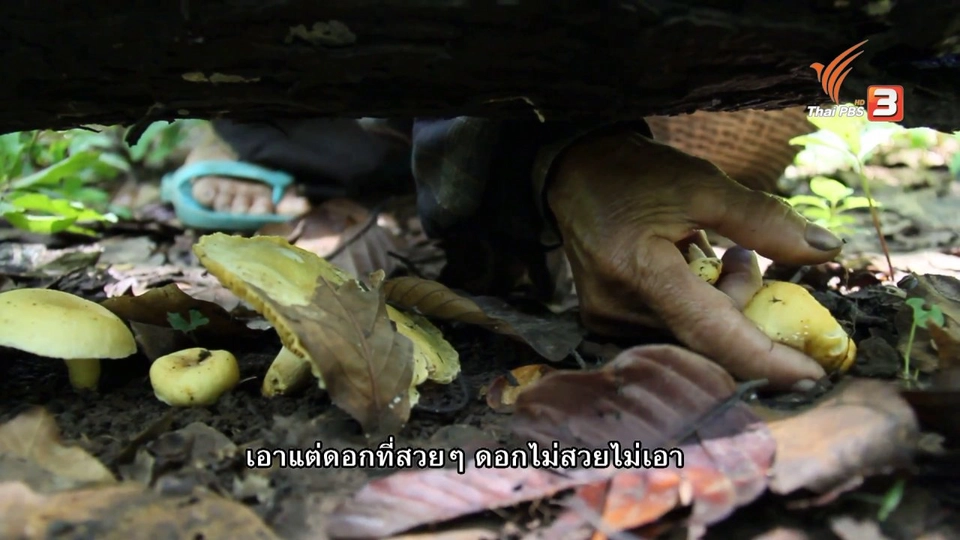 หอมดอกฮัง