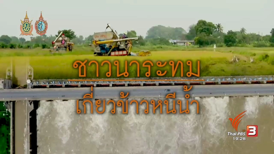 ชาวนาระทมเกี่ยวข้าวหนีน้ำ