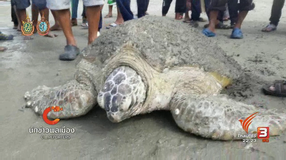 พบเต่าตนุบาดเจ็บนอนเกยที่ชายหาดปากบารา จ.สตูล