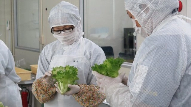 ปลูกผักเพื่อผู้ป่วย