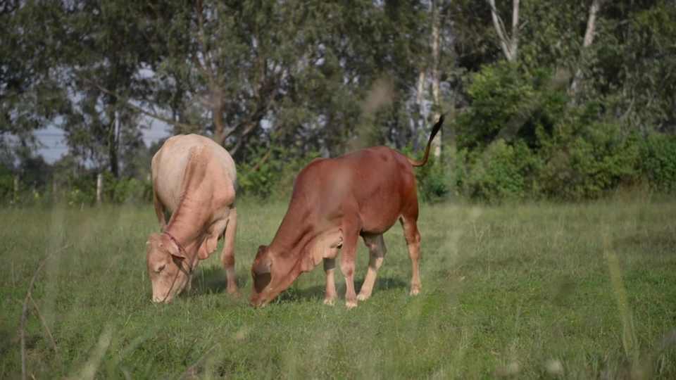 โพนยางคำ​