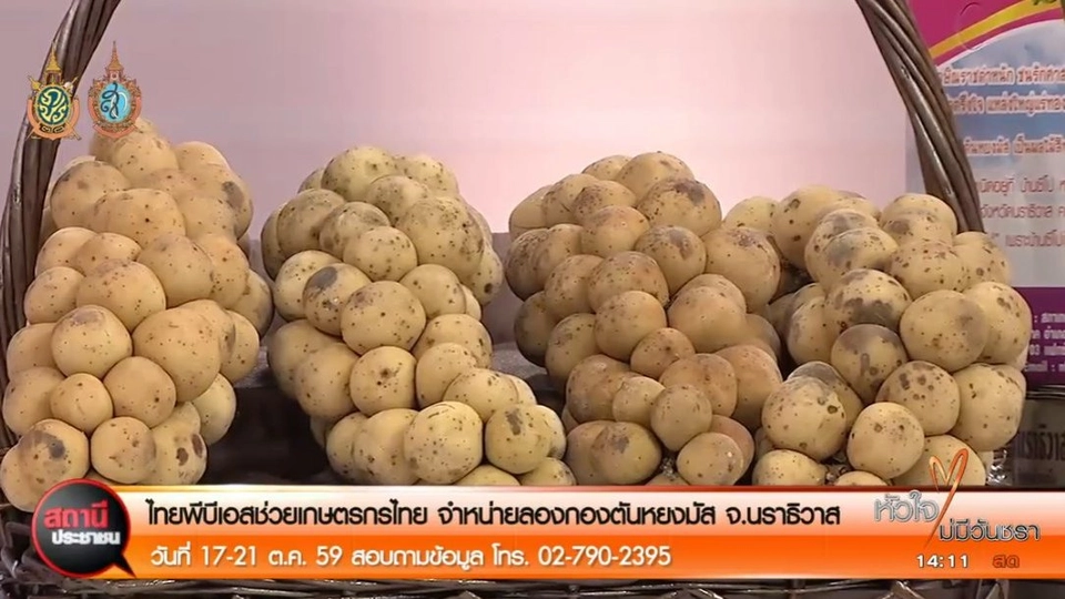 สถานีประชาชน : ไทยพีบีเอสช่วยเกษตรกรไทย จำหน่ายลองกองตันหยงมัส จ.นราธิวาส