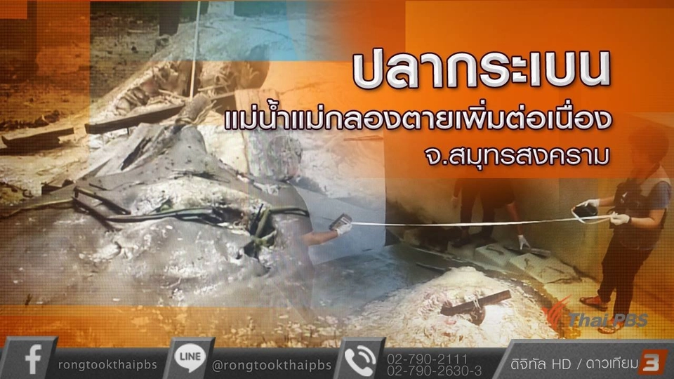 ปลากระเบนแม่น้ำแม่กลองตายเพิ่มต่อเนื่อง จ.สมุทรสงคราม