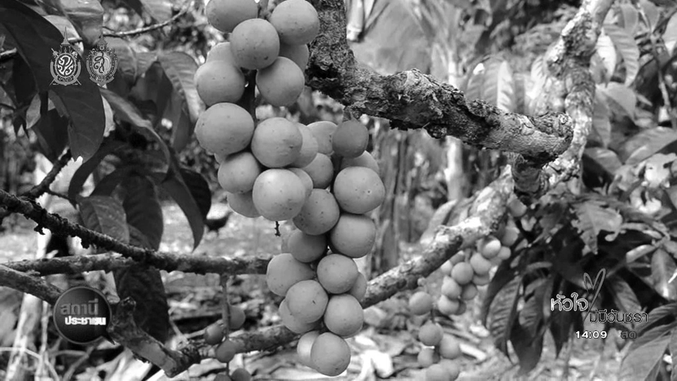 ไทยพีบีเอสช่วยเกษตรกรไทย จำหน่ายลองกองตันหยงมัส จ.นราธิวาส