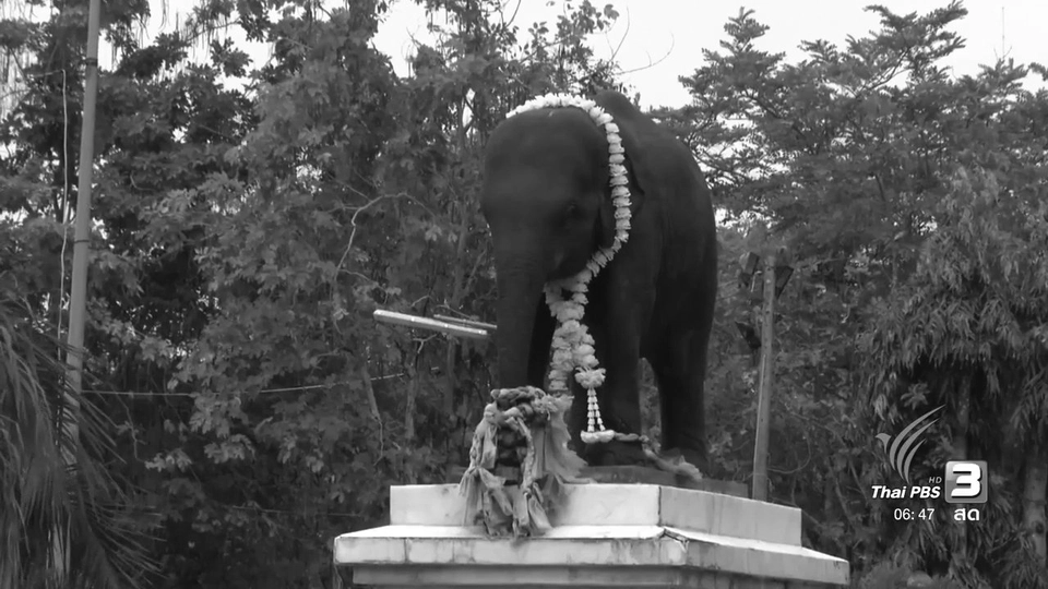 ตามรอยช้างคู่พระบารมี