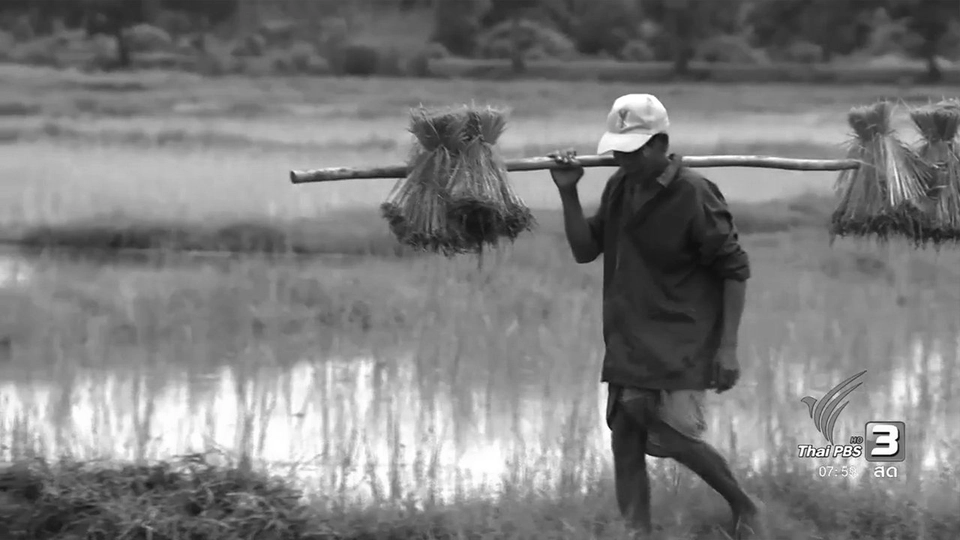 ทฤษฎีแกล้งดินตากใบอันเนื่องมาจากพระราชดำริ