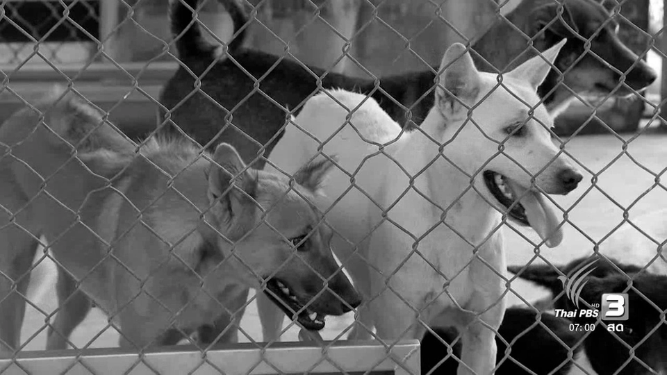 ต้นแบบแก้ปัญหาขาดแคลนเลือดสุนัข