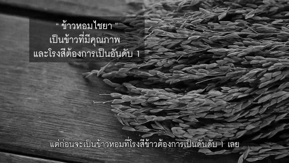 ปลูกวันแม่ เกี่ยววันพ่อ : ข้าวหอมไชยา ข้าวพันธุ์ดีเมืองใต้