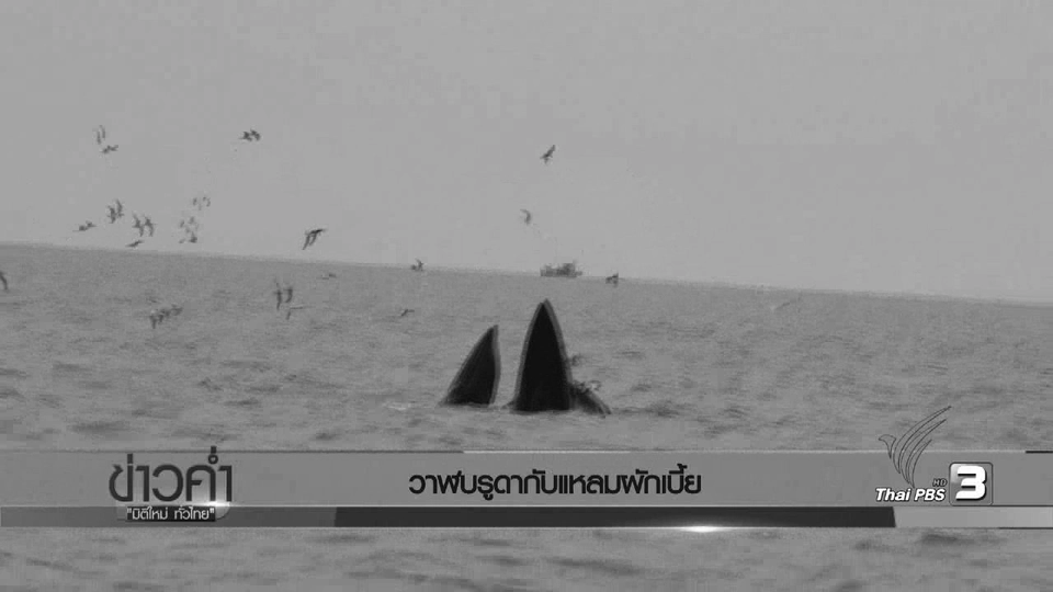 "วาฬบูรดา" โชว์ตัว วันที่ "แหลมผักเบี้ย" ฟื้นตัว