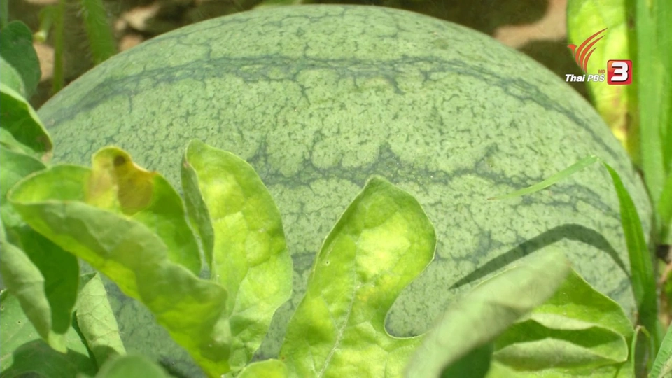 ข้าวเกรียบน้ำแตงโม