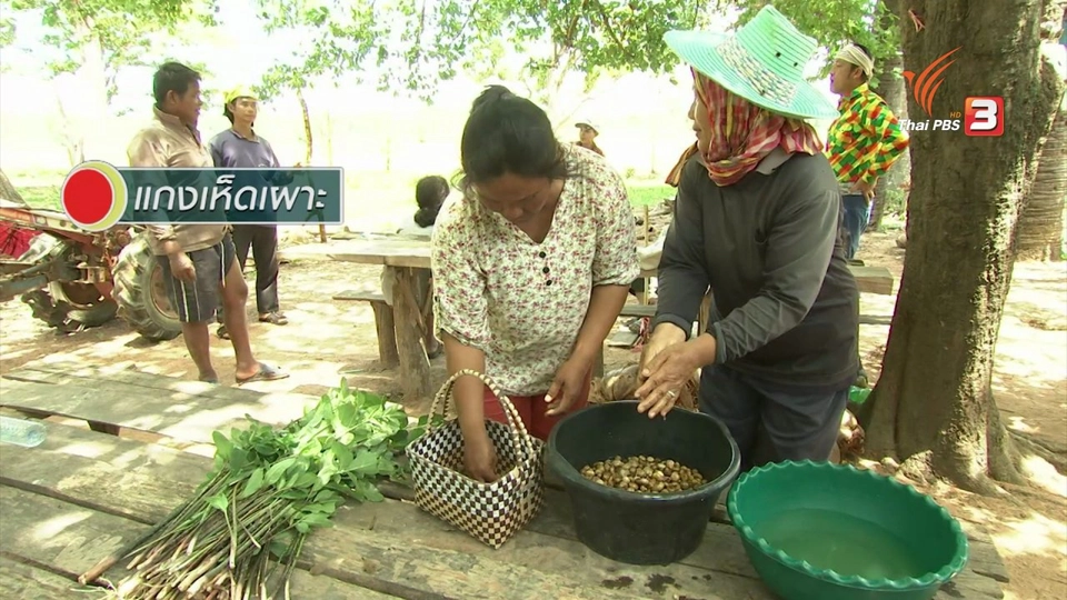 ตะลุยทั่วไทย : เห็ดเผาะ