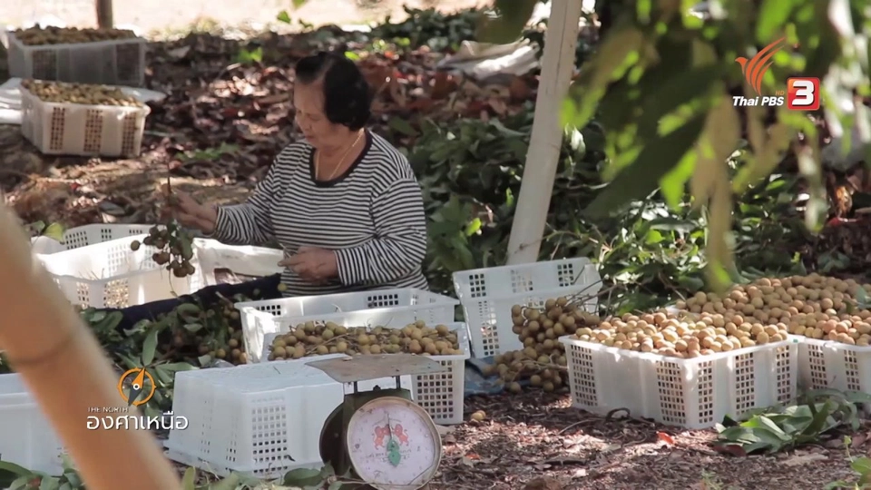 ลำไยในเงาจีน