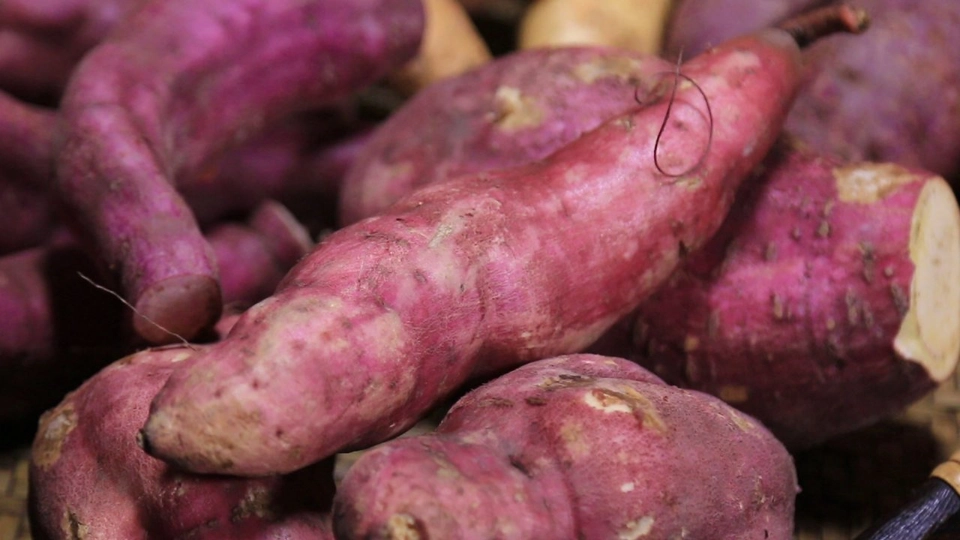 มันเทศ มันไทย