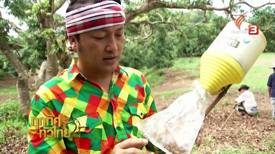 วิถีทั่วไทย : อาหารพื้นบ้านจากแมงแคง