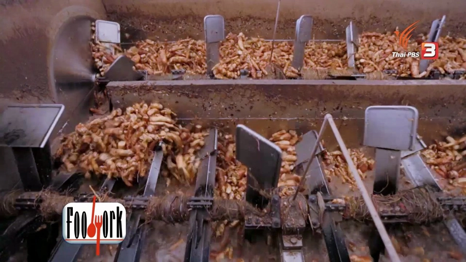Foodwork : กรรมวิธี "แปรรูปมันสำปะหลัง" เป็นสารให้ความหวานแทนน้ำตาล