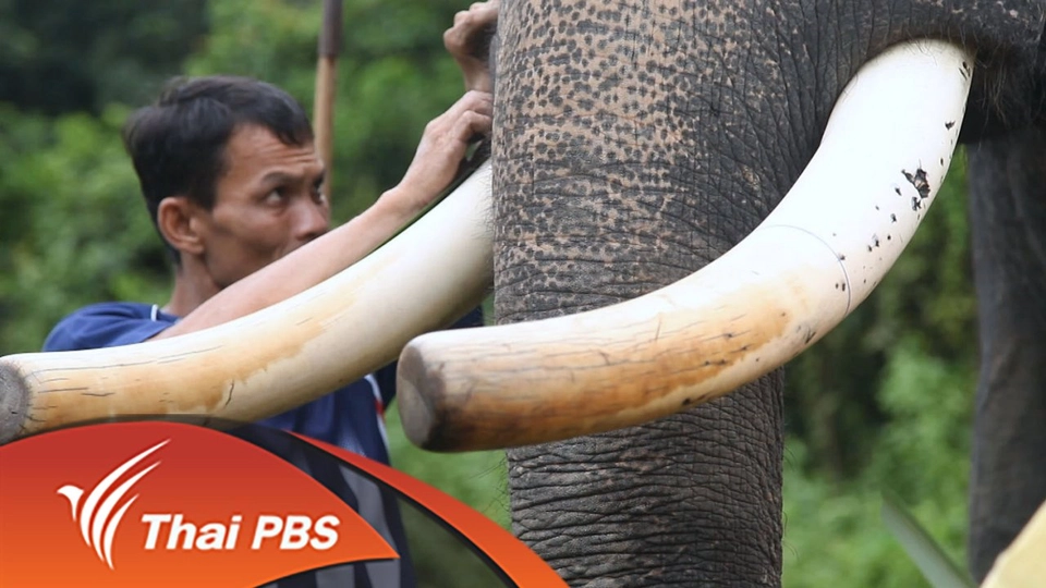 ดือลี ช้างมลายู