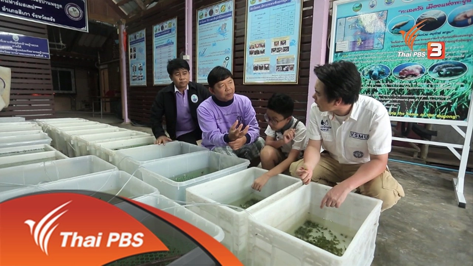 พะยูน...เงือกน้อยแห่งท้องทะเล ตอน 2