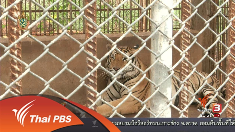 หลักฐานลักลอบค้าซากสัตว์ป่า ผ่านการย้ายเสือโคร่ง