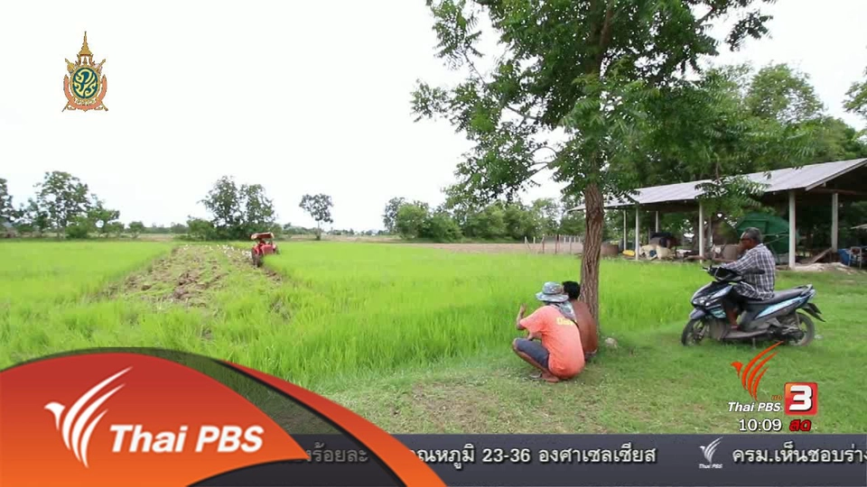 นาแปลงใหญ่ ราชบุรี