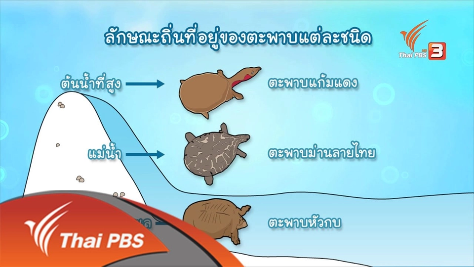 ตะพาบสัญชาติไทยกับวิกฤติใกล้สูญพันธุ์