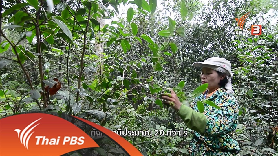 เมี่ยง...ขุมทรัพย์ใบชา