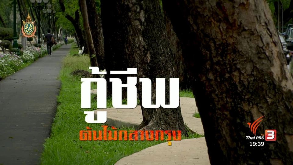 กู้ชีพ ต้นไม้กลางกรุง