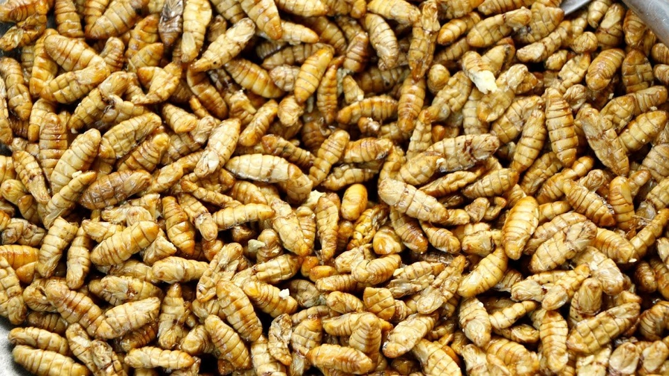 เชฟน้อยที่ปรางค์กู่