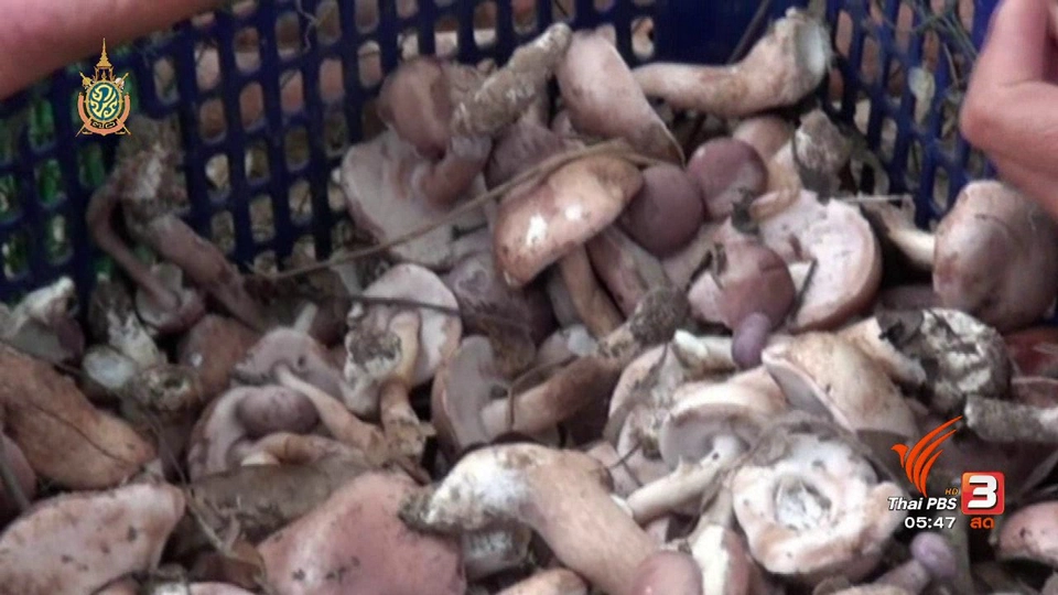 108 สุขภาพ : การรับประทานเห็ด